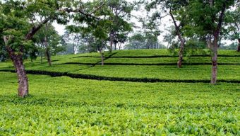 শ্রমিকদের বিক্ষোভ, সিলেটে ১২ বাগানে চা উৎপাদন বন্ধ