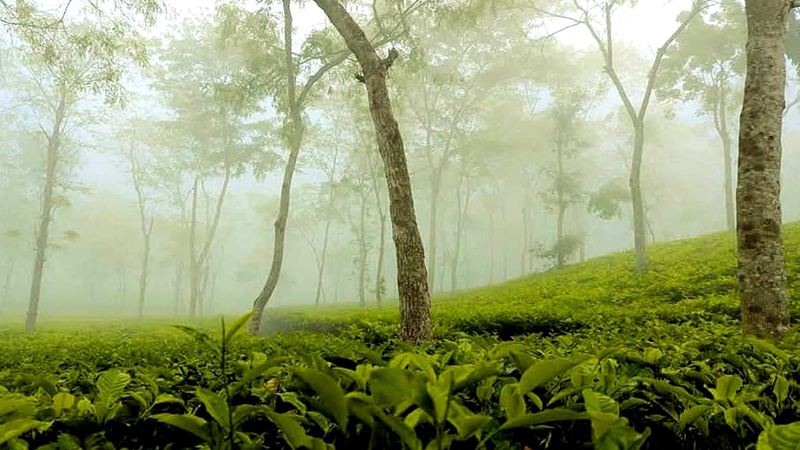 শ্রীমঙ্গলে দেশের সর্বনিম্ন রেকর্ড তাপমাত্রা