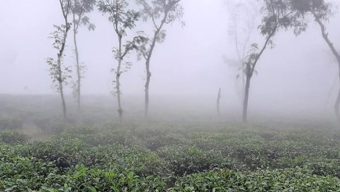 শ্রীমঙ্গলে তাপমাত্রা নামলো ৯.৮ ডিগ্রিতে