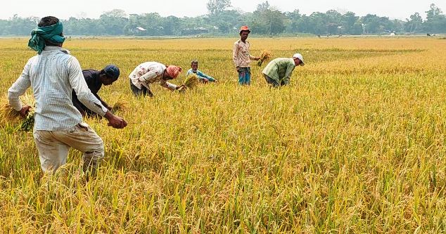 <h6>সুনামগঞ্জে আগাম বন্যার শঙ্কা</h6> <h4>হাওরে বোরো ধান দ্রুত কাটার নির্দেশ</h4>
